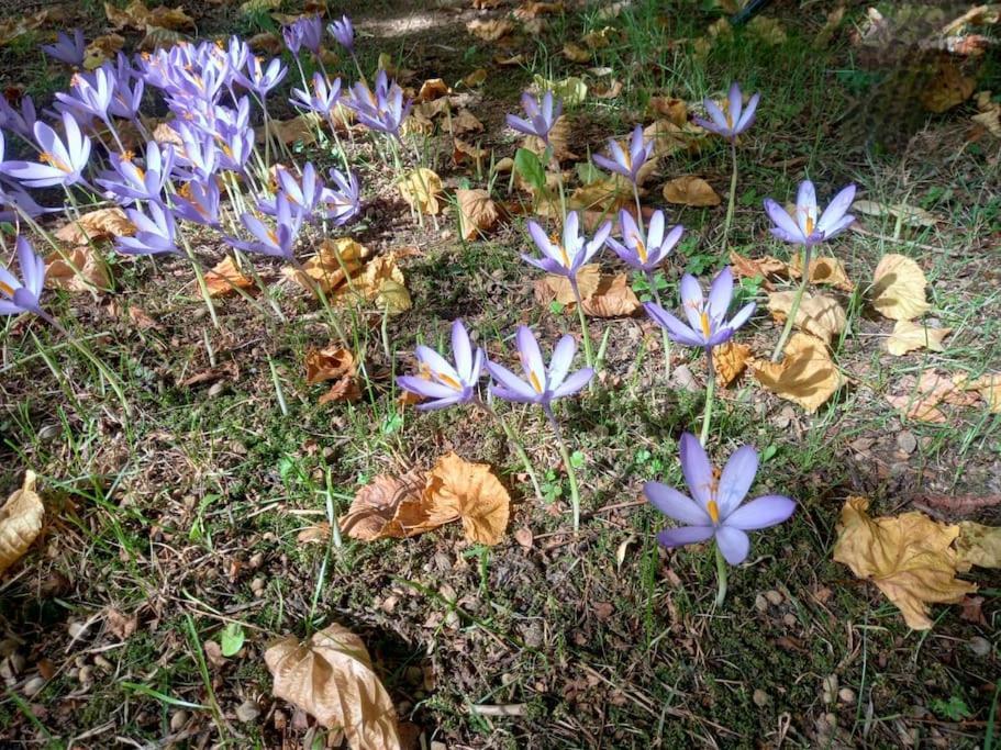 Gite L'Enclos O Rendez-Vous Roquefeuil-Pays De Sault- Avec Jardin Ngoại thất bức ảnh
