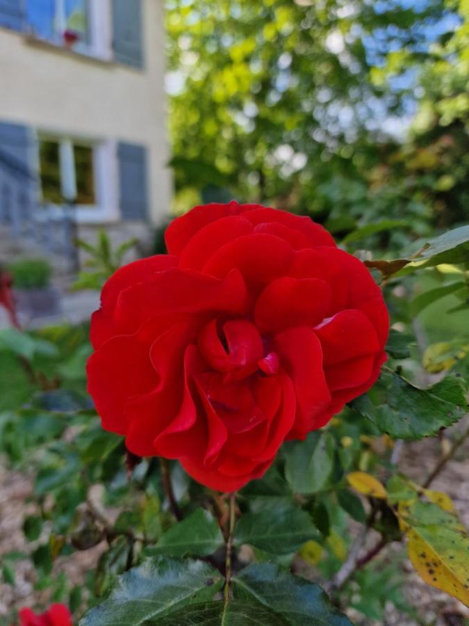 Gite L'Enclos O Rendez-Vous Roquefeuil-Pays De Sault- Avec Jardin Ngoại thất bức ảnh
